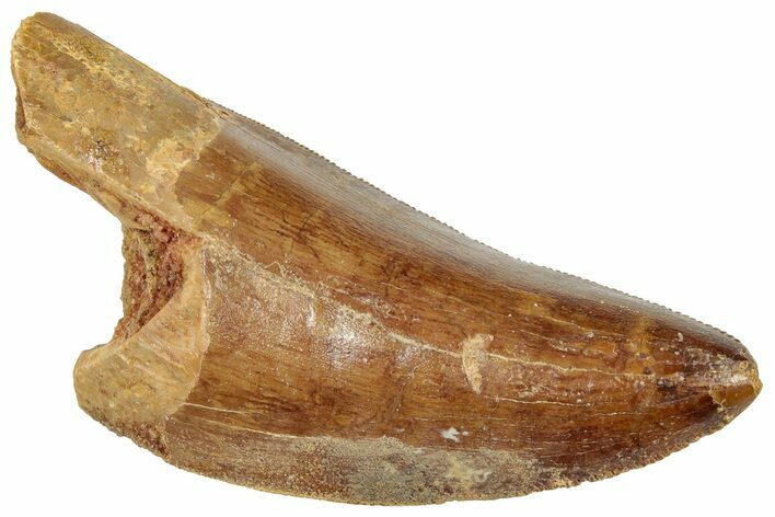 Serrated, Carcharodontosaurus Tooth - Real Dinosaur Tooth #322054